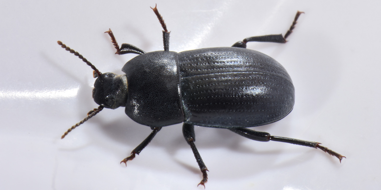 Tenebrionidae: Tutti Pedinus meridianus?  S, maschi e femmine